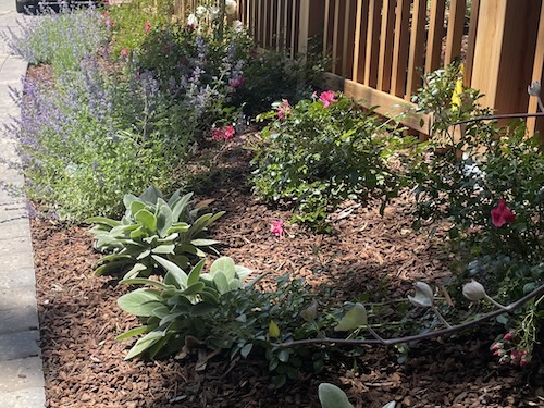 Pretty and maintained residential frontage next to a street and fence.