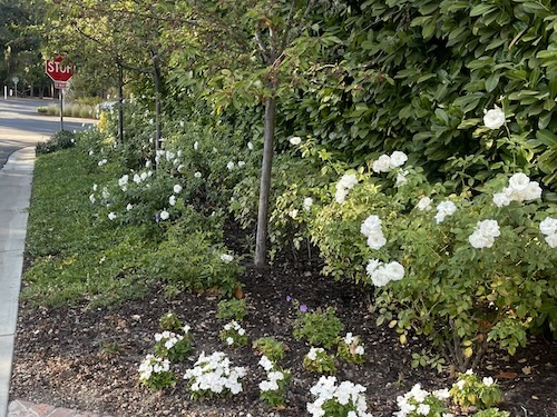 Pretty and maintained residential frontage next to a street with hedges and roses.
