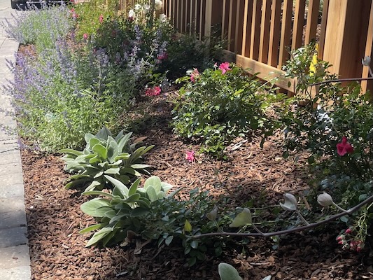 Pretty and maintained residential frontage next to a street and fence.