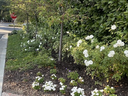 Pretty and maintained residential frontage next to a street with hedges and roses.