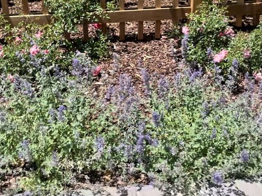 Video of a well maintained residential frontage with new plant installations.