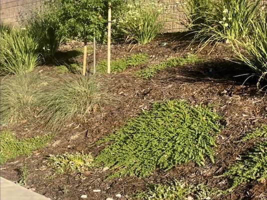 Video of a property frontage with new mulch and plant installations on a slope.